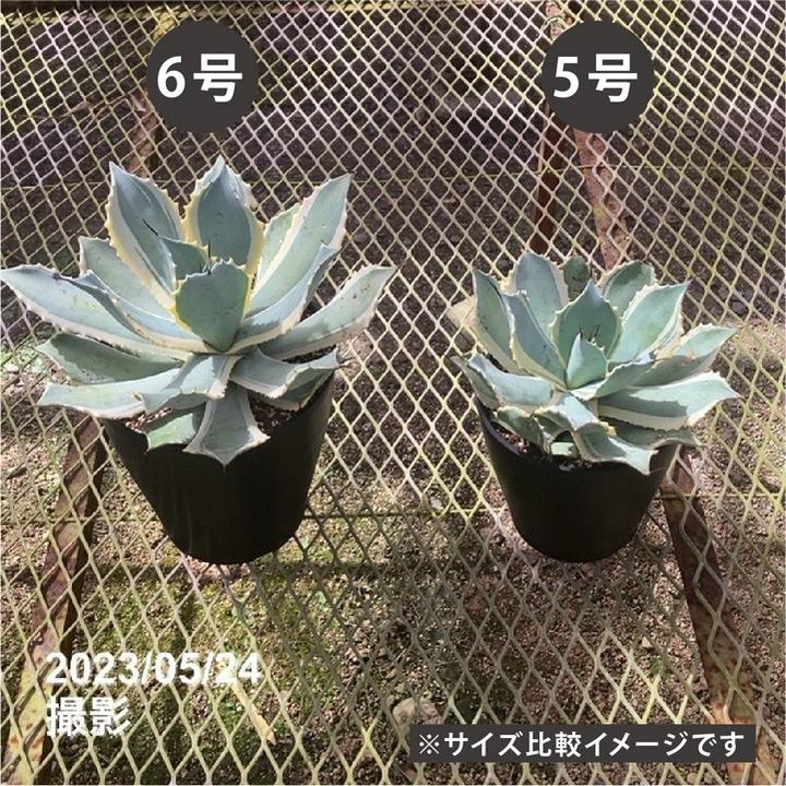 アガベ 5号 ポタトラム 雷神錦｜観葉01-D1 | 観葉・多肉,アガベ | 赤塚