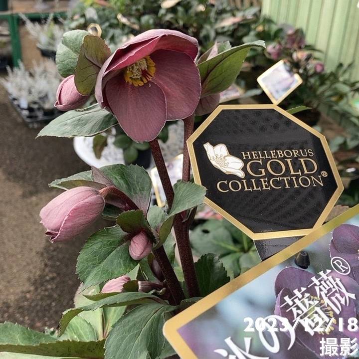 クリスマスローズ 氷の薔薇 4.5号 ナイチンゲール｜山野04-PA | 草花