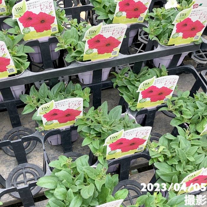 PW スーパーチュニア ビスタ パープル 3.5号×3株セット PVP｜草花04-PA