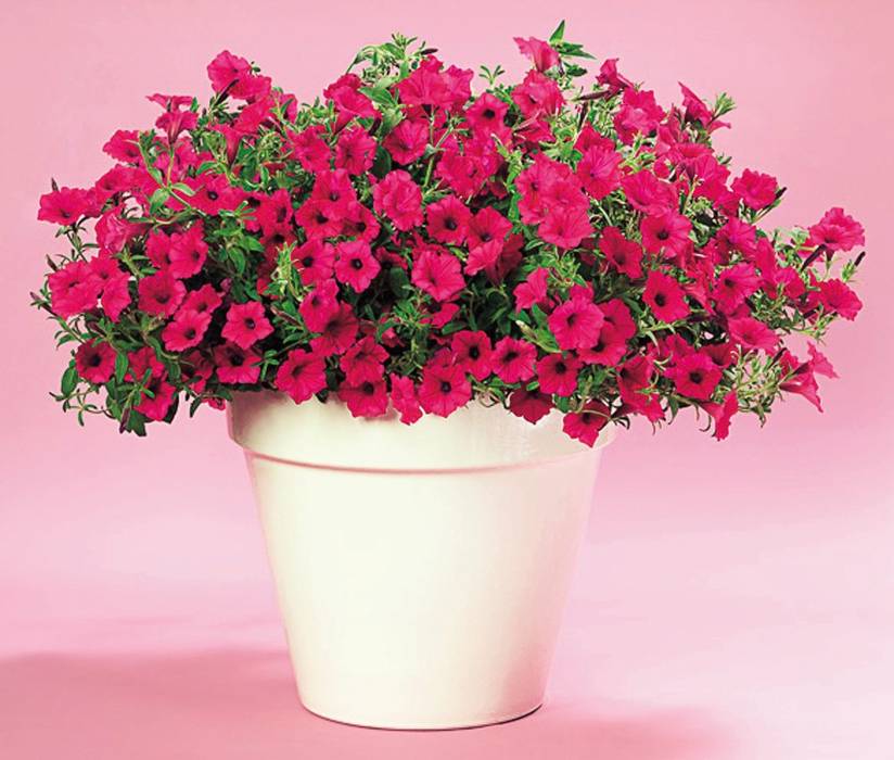 PW スーパーチュニア ビスタ パープル 3.5号×3株セット PVP｜草花04-PA