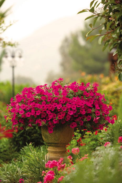 PW スーパーチュニア ビスタ パープル 3.5号×3株セット PVP｜草花04-PA