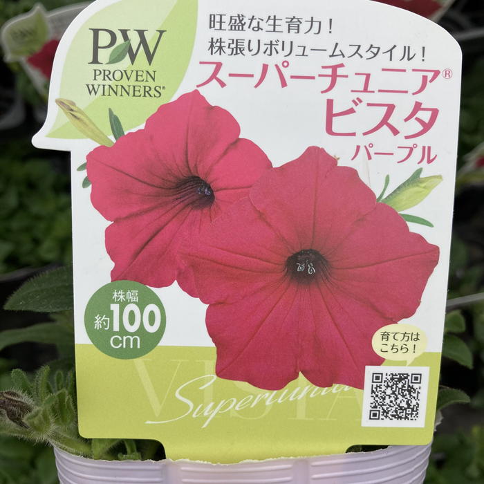 専用　ウリエル実生子株 AGAVE OTEOIウリエル実生株 選抜株 - メルカリ