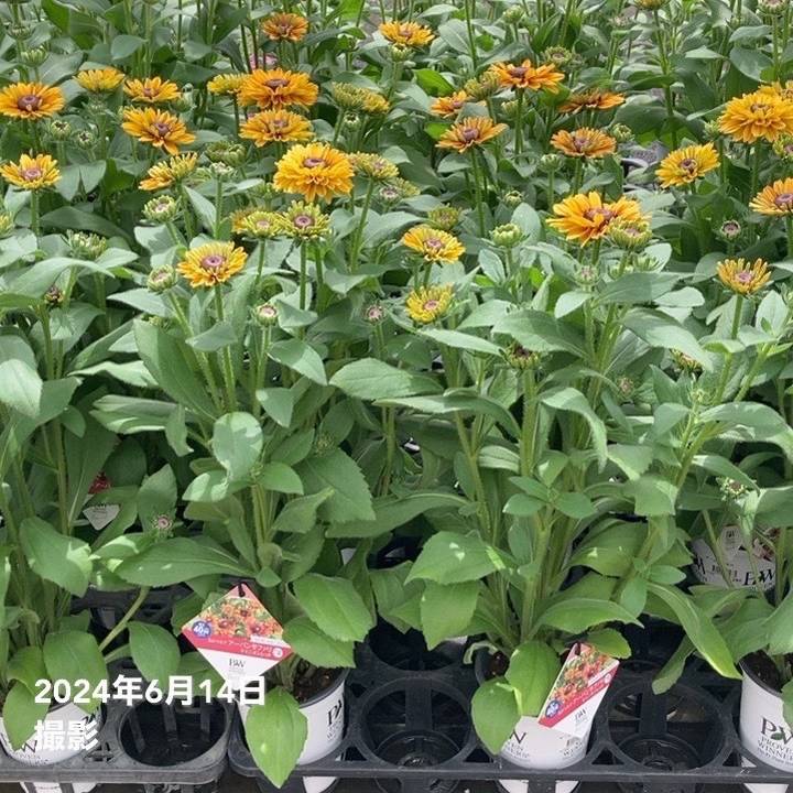 接点清掃済み！4本まとめ売り！ファイアレッド、リーフグリーン、ルビー、サファイア 接点清掃済み！4本まとめ売り！ファイアレッド、リーフグリーン