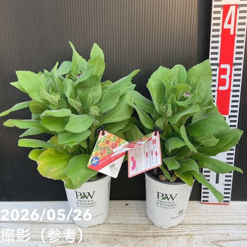 PW ルドベキア アーバンサファリ キャニオンレッド 3.5号×2株セット
