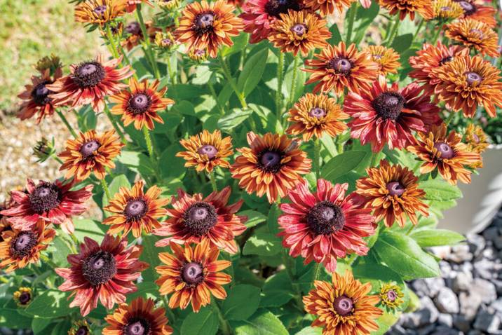 接点清掃済み！4本まとめ売り！ファイアレッド、リーフグリーン、ルビー、サファイア 接点清掃済み！4本まとめ売り！ファイアレッド、リーフグリーン