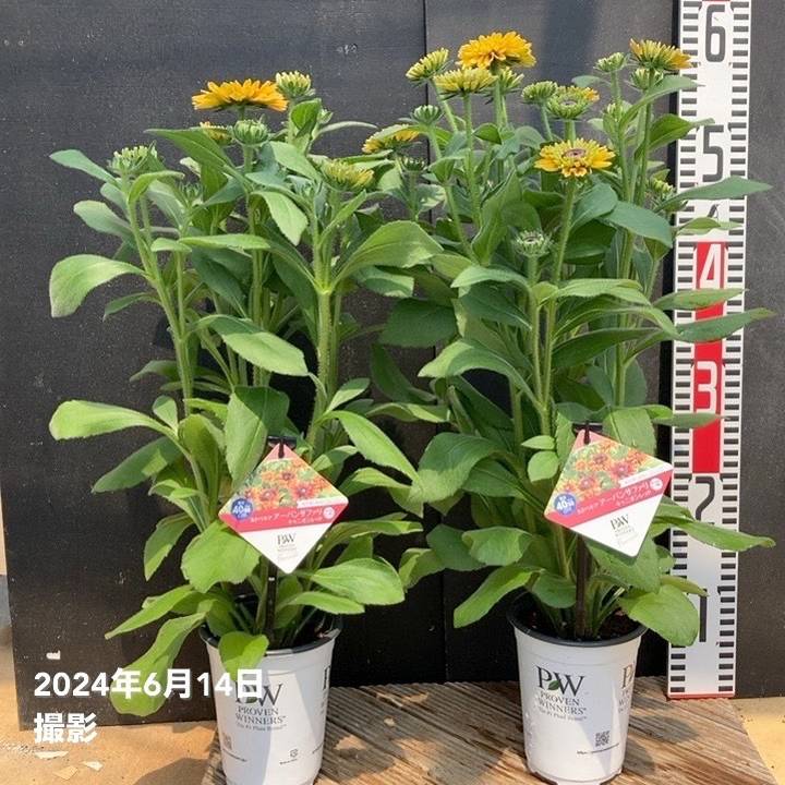 PW ルドベキア アーバンサファリ キャニオンレッド 3.5号×2株セット