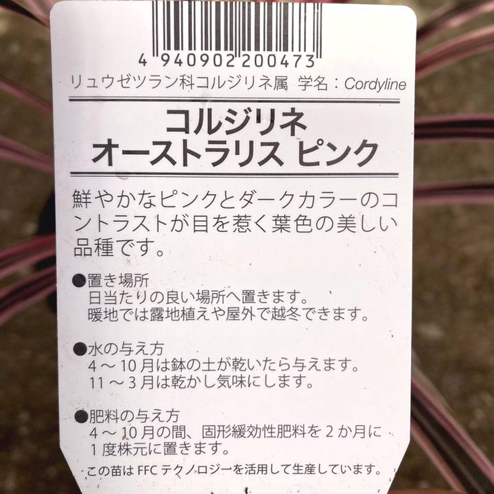 コルジリネ 6号 オーストラリス ピンク|観葉01-D1
