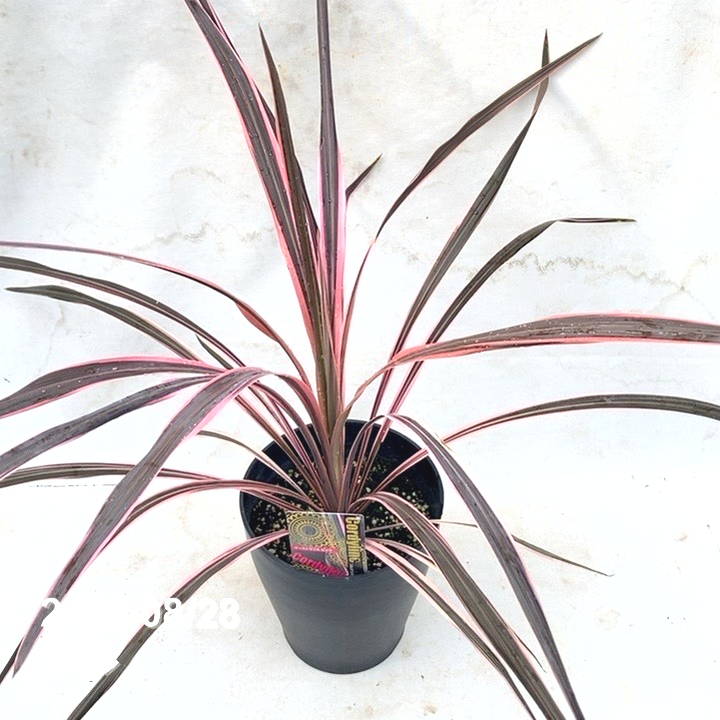 コルジリネ 6号 オーストラリス ピンク|観葉01-D1