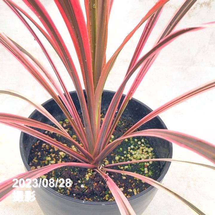 コルジリネ 6号 オーストラリス ピンク|観葉01-D1