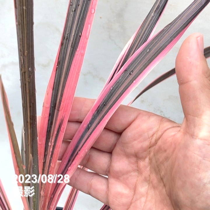 コルジリネ 6号 オーストラリス ピンク|観葉01-D1