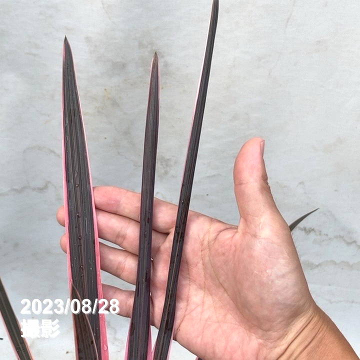 コルジリネ 6号 オーストラリス ピンク|観葉01-D1