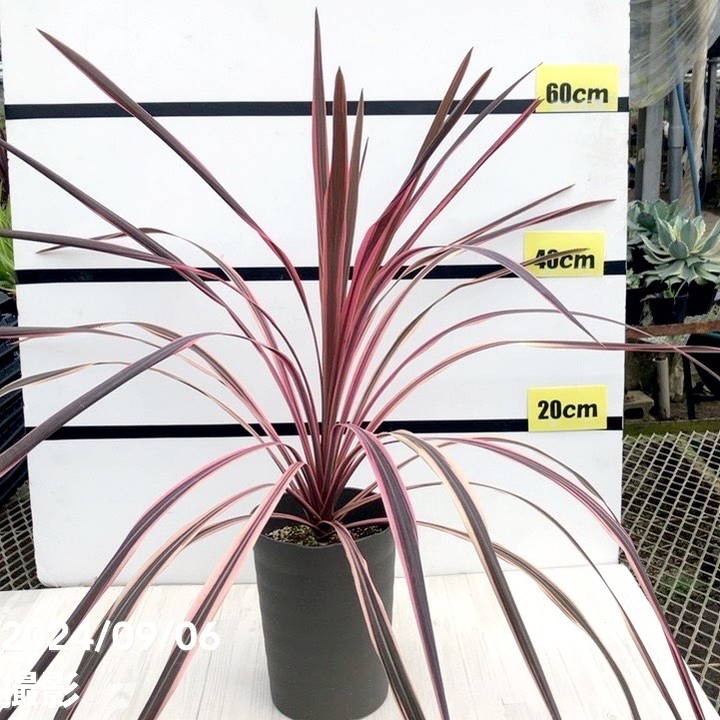 コルジリネ 6号 オーストラリス ピンク|観葉01-D1