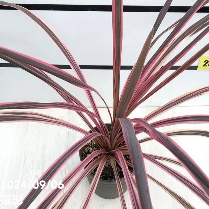 コルジリネ 6号 オーストラリス ピンク|観葉01-D1