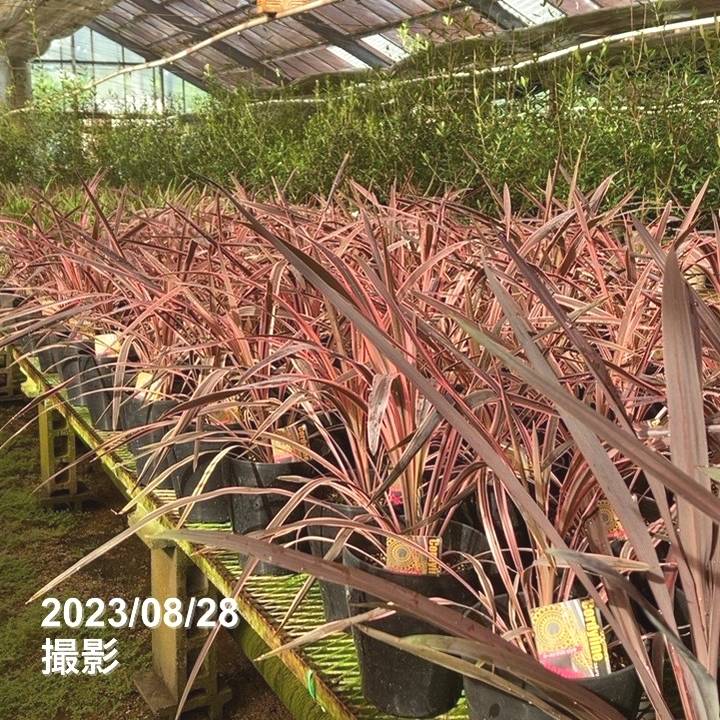 コルジリネ 6号 オーストラリス ピンク|観葉01-D1