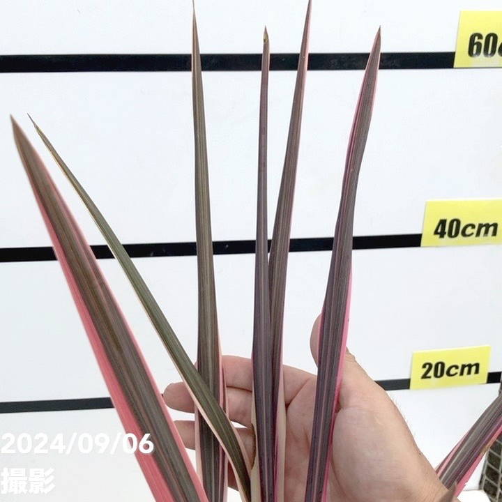 コルジリネ 6号 オーストラリス ピンク|観葉01-D1