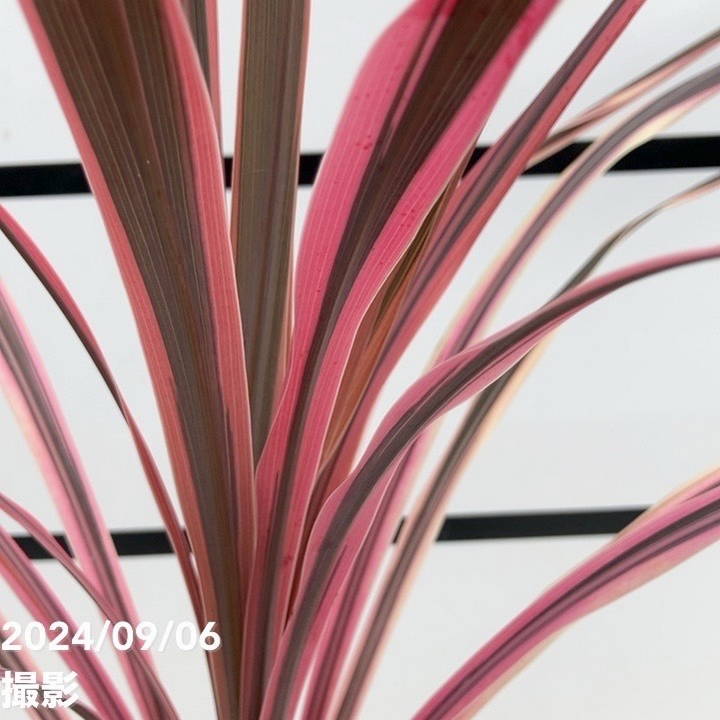 コルジリネ 6号 オーストラリス ピンク|観葉01-D1