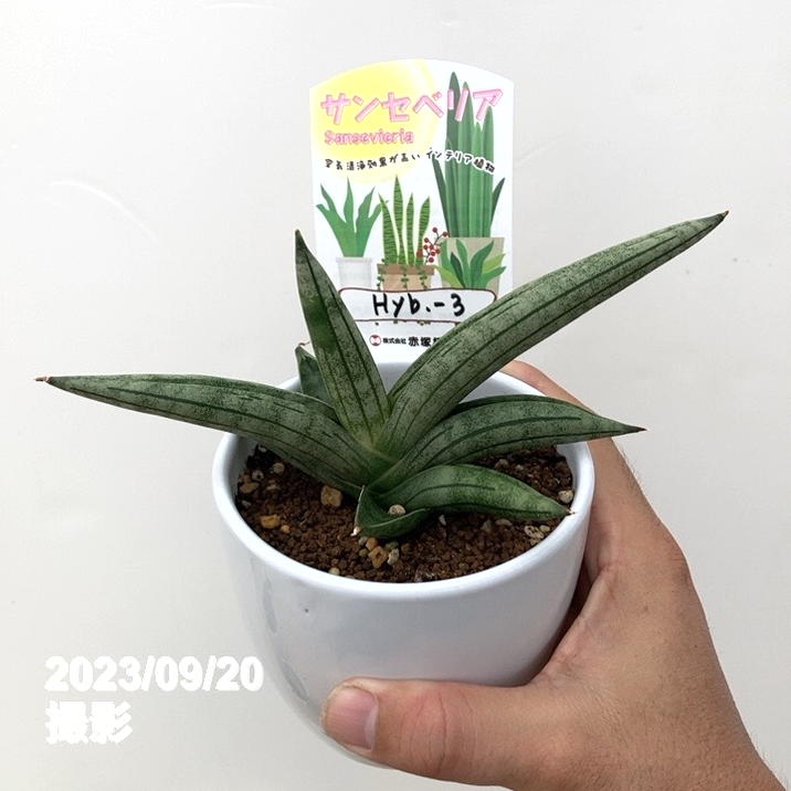 サンスベリア三点セット 数量限定】サンスベリア 3.5号 レア品種お買い得5鉢セット（3）白陶器