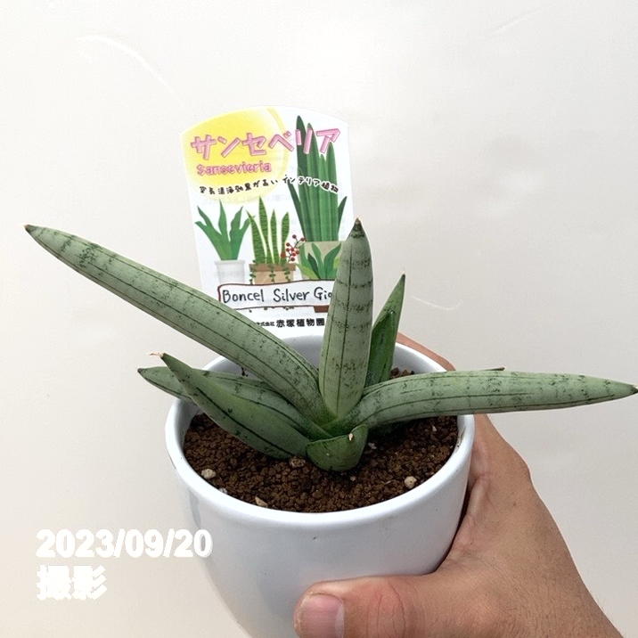 サンセベリア ジュピターサンスベリア 大株発根済み鉢ごと発送