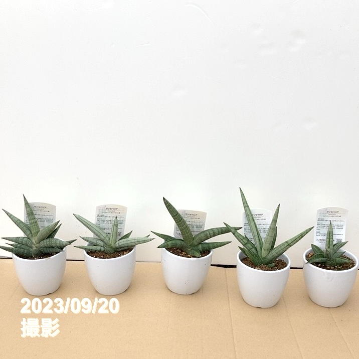 数量限定】サンスベリア 3.5号 レア品種お買い得5鉢セット（3）白陶器