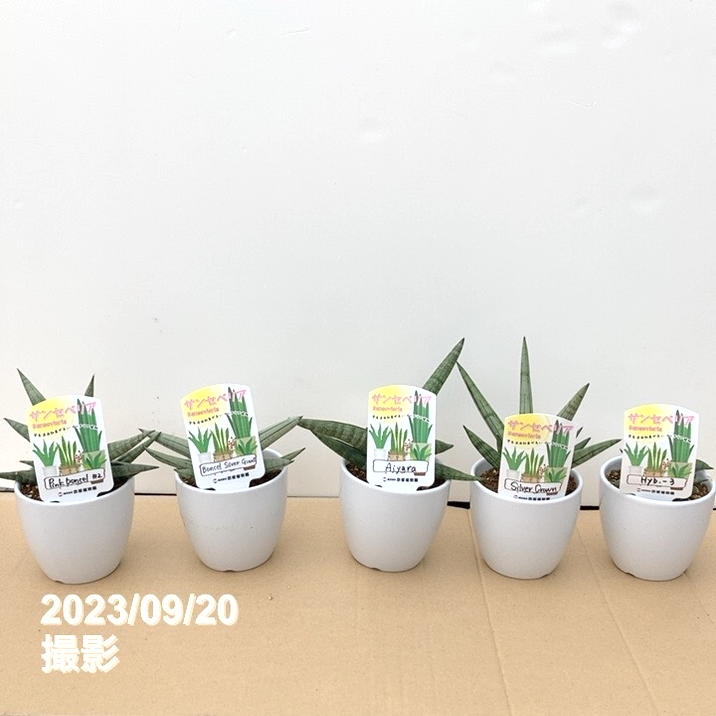 数量限定】サンスベリア 3.5号 レア品種お買い得5鉢セット（3）白陶器