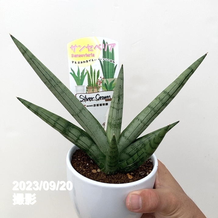 数量限定】サンスベリア 3.5号 レア品種お買い得5鉢セット（3）白陶器