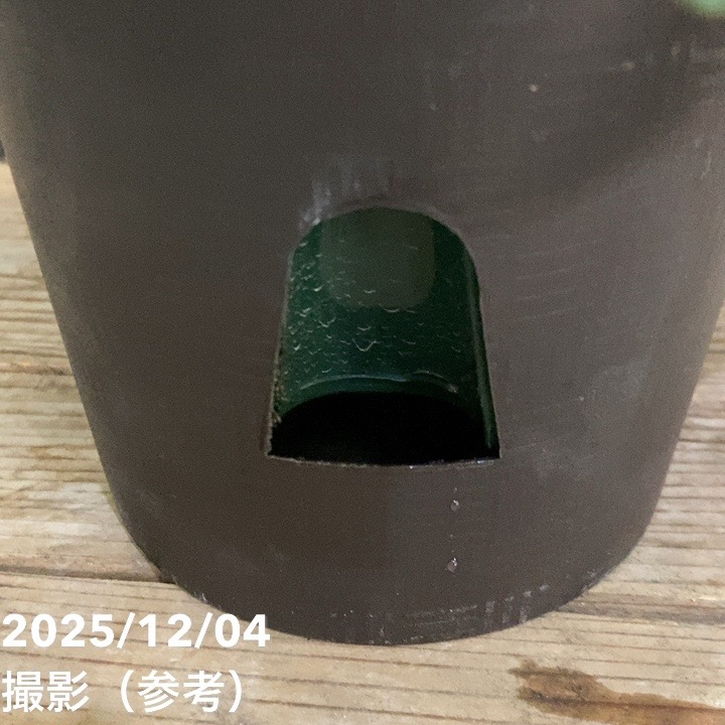 限定2鉢】八重咲きシクラメン 抹茶ラテ 5号｜鉢花04-PA | ギフト,鉢花