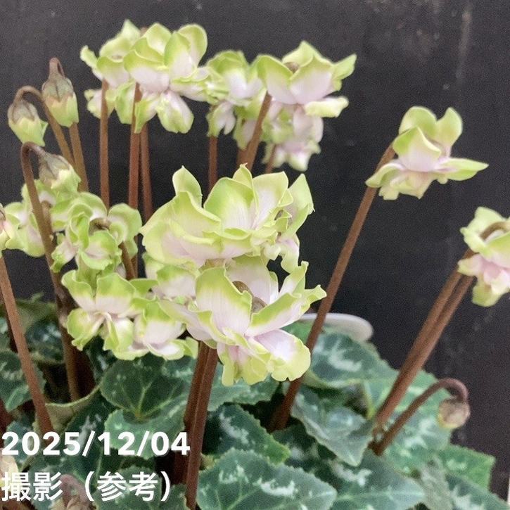 限定2鉢】八重咲きシクラメン 抹茶ラテ 5号｜鉢花04-PA | ギフト,鉢花
