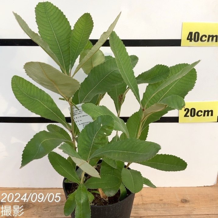 バンクシア ロブル（スワンプバンクシア） 5号｜花木10-TU