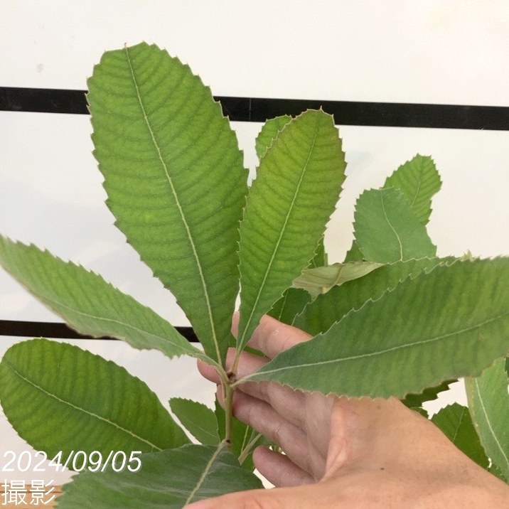 バンクシア ロブル（スワンプバンクシア） 5号｜花木10-TU