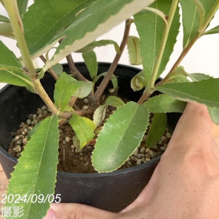 バンクシア ロブル（スワンプバンクシア） 5号｜花木10-TU | 花木