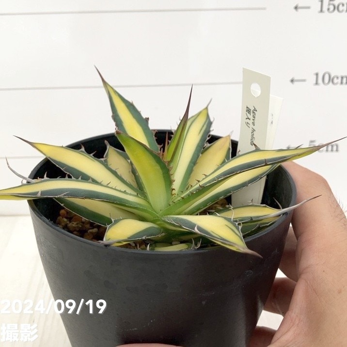 現品お届け】アガベ 4号 ホリダ 錦（斑入り）（A12）｜観葉01-D1