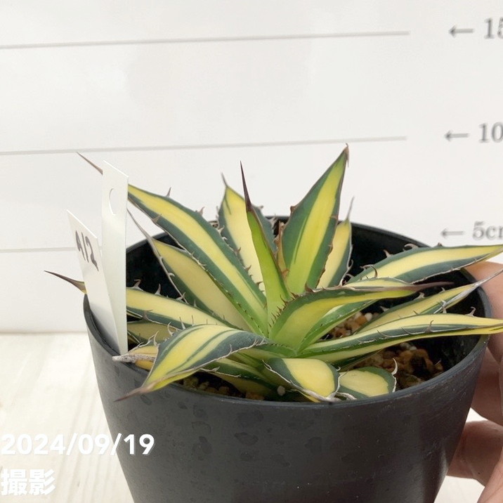 現品お届け】アガベ 4号 ホリダ 錦（斑入り）（A12）｜観葉01-D1