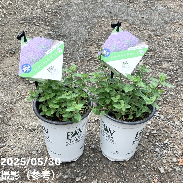 PW ネペタ キャッツパジャマ 11cmロングポット×2鉢セット｜草花04-PA