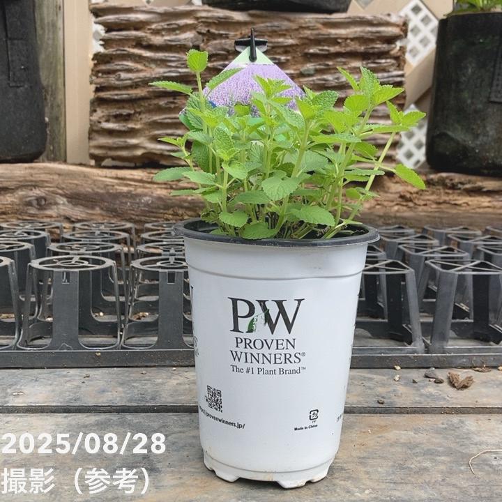 PW ネペタ キャッツパジャマ 11cmロングポット×2鉢セット｜草花04-PA