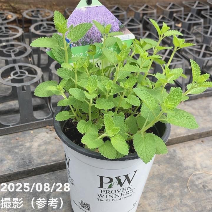 PW ネペタ キャッツパジャマ 11cmロングポット×2鉢セット｜草花04-PA