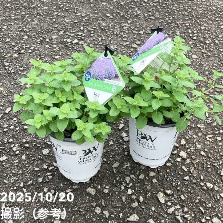 PW ネペタ キャッツパジャマ 11cmロングポット×2鉢セット｜草花04-PA