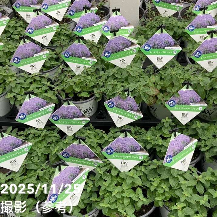 PW ネペタ キャッツパジャマ 11cmロングポット×2鉢セット｜草花04-PA