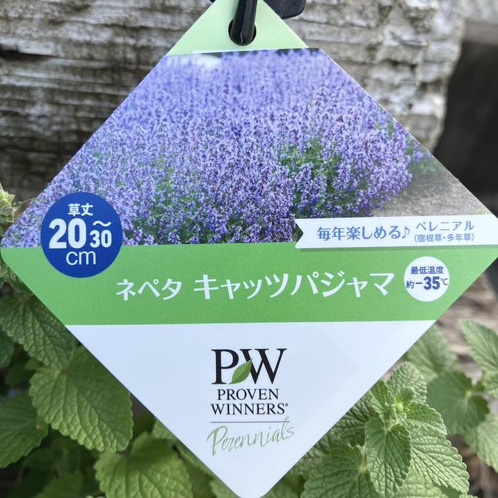 PW ネペタ キャッツパジャマ 11cmロングポット×2鉢セット｜草花04-PA