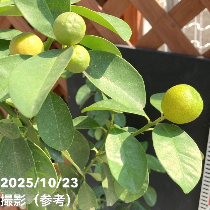 大実金柑 キンカン 福寿 5号ロングポット 2年生苗|柑橘|果樹04-PA 大実金柑 キンカン 福寿 5号ロングポット 2年生苗|柑橘|果樹04-PA