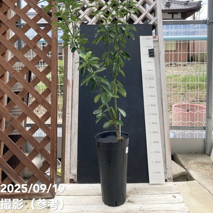 大実金柑 キンカン 福寿 5号ロングポット 2年生苗｜柑橘｜果樹04-PA