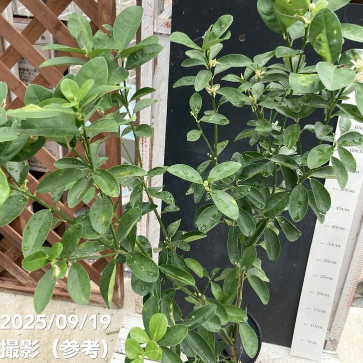 大実金柑 キンカン 福寿 5号ロングポット 2年生苗｜柑橘｜果樹04-PA