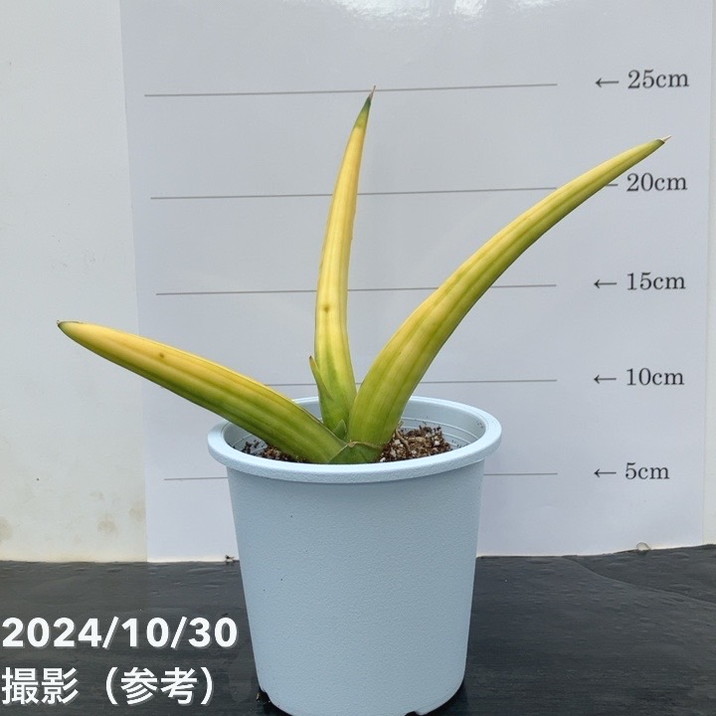 現品お届け】サンスベリア 4号 パテンス 斑入り（S101）｜観葉02-D2