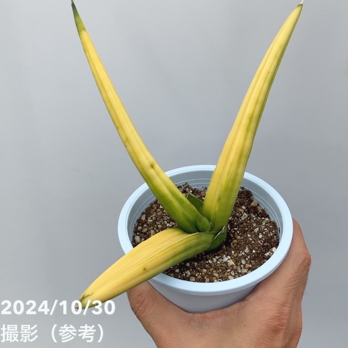 現品お届け】サンスベリア 4号 パテンス 斑入り（S101）｜観葉02-D2