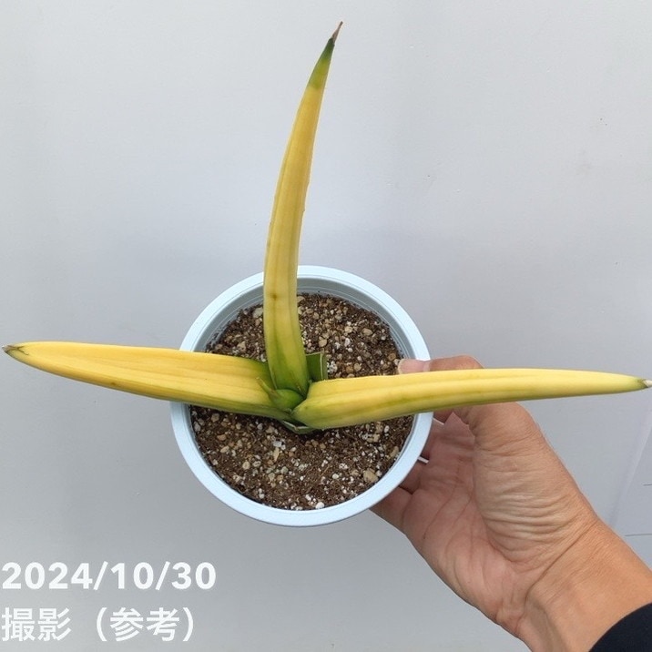 現品お届け】サンスベリア 4号 パテンス 斑入り（S101）｜観葉02-D2