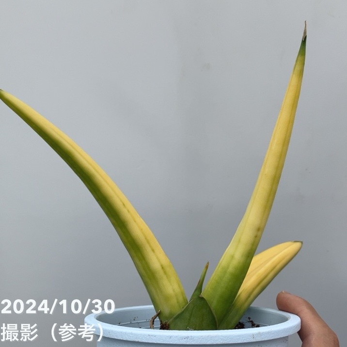 期間限定10％OFF！】【現品お届け】サンスベリア 4号 パテンス 斑入り