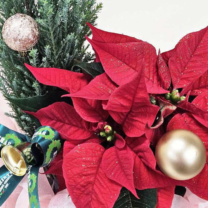 ROSE❣️トレイン付き❣️ブーツクリスマスアレンジ❣️ポインセチア、雪だるま 赤塚植物園オリジナル冬ギフト かわいいブーツのクリスマス｜鉢花04-PA