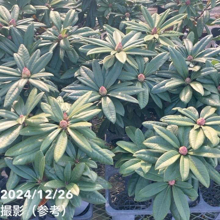 つぼみ付き＞シャクナゲ スーパーローディー 5号 ミセスフジイ｜花木01