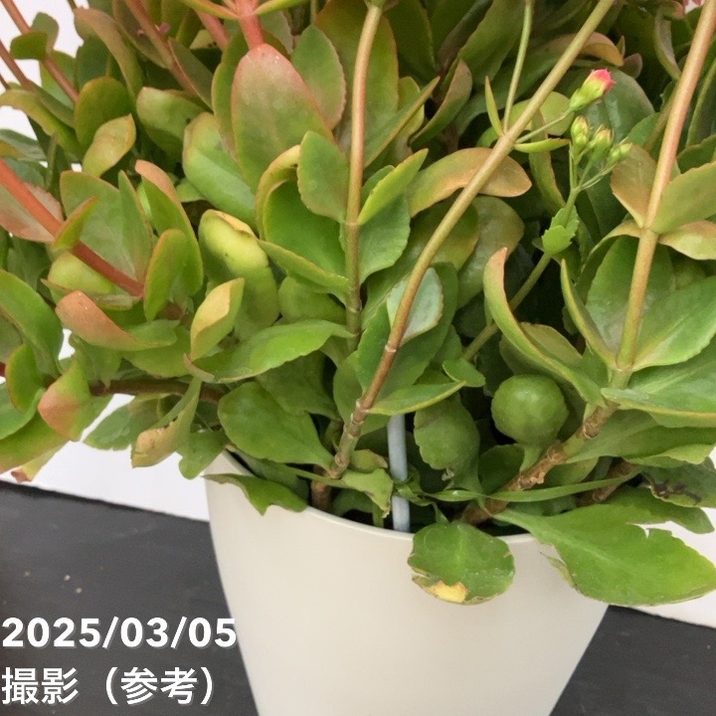 カランコエ メイリーブーケ 7号｜草花10-TU | 草花 | 赤塚植物園