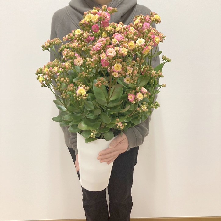 カランコエ メイリーブーケ 7号｜草花10-TU | 草花 | 赤塚植物園