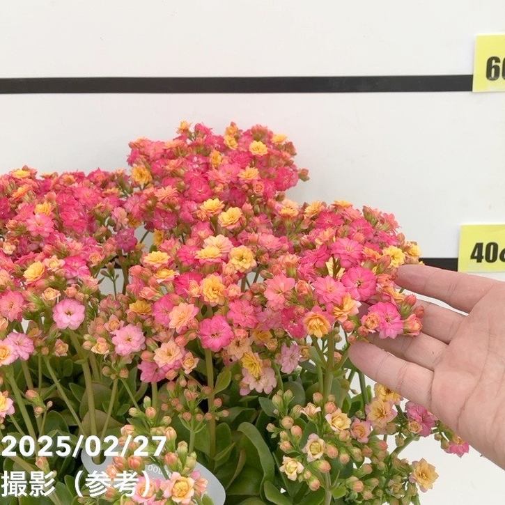 カランコエ メイリーブーケ 7号｜草花10-TU | 草花 | 赤塚植物園